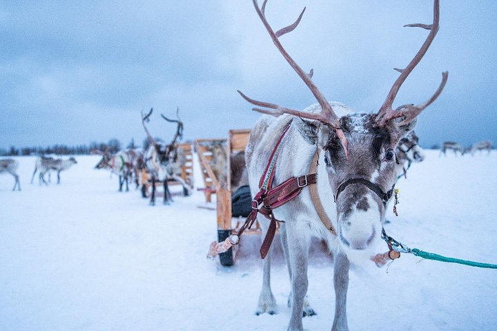 Ervaar rendierslederen en Sami cultuur met een slee tour, het voeren van rendieren en een traditionele maaltijd in Tromsø, foto 8 | wizardtrip