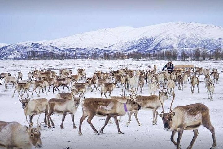 Ervaar rendierslederen en Sami cultuur met een slee tour, het voeren van rendieren en een traditionele maaltijd in Tromsø, foto 9 | wizardtrip