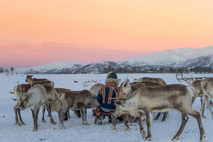 Experience Sami culture with reindeer sledding and feeding near Tromso, Norway, photo 6 | wizardtrip