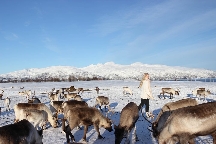 Experience Sami culture with reindeer sledding and feeding near Tromso, Norway, photo 7 | wizardtrip