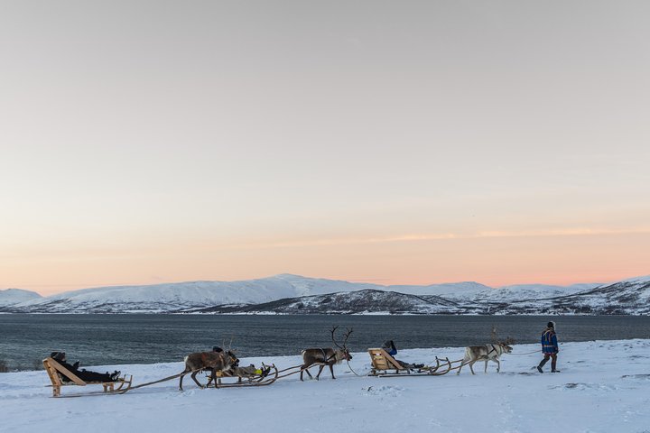 Experience Sami culture with reindeer sledding and feeding near Tromso, Norway, photo 8 | wizardtrip