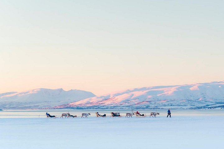 Experience Sami culture with reindeer sledding and feeding near Tromso, Norway, photo 9 | wizardtrip