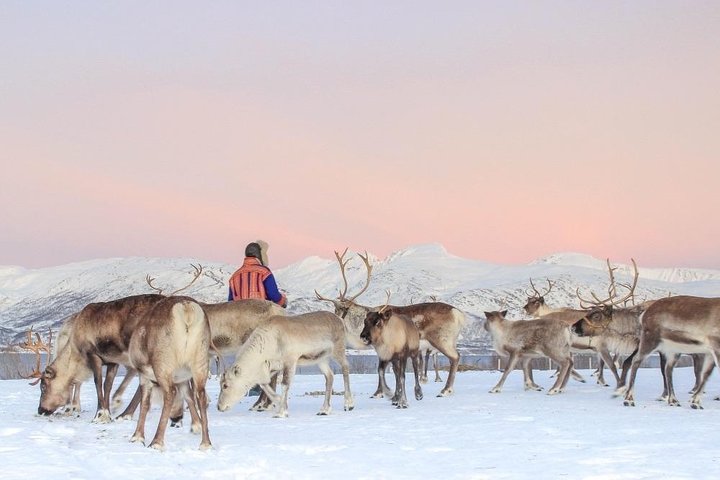 Experience Sami culture with reindeer sledding and feeding near Tromso, Norway, photo 10 | wizardtrip