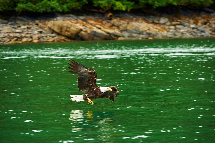 Ketchikan Tierwelt-Kreuzfahrt und Regenwaldwanderung mit Meeresfrüchte-Fest, Foto 8 | wizardtrip