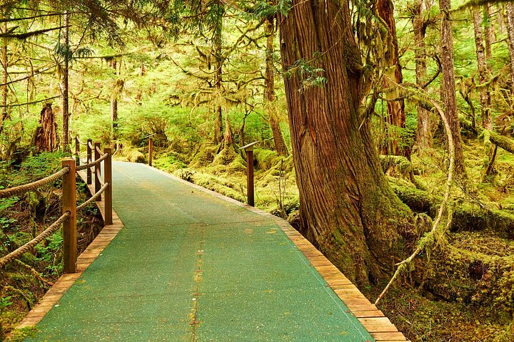 Ketchikan Tierwelt-Kreuzfahrt und Regenwaldwanderung mit Meeresfrüchte-Fest, Foto 10 | wizardtrip