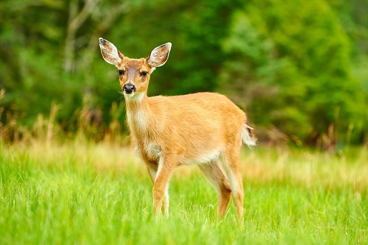 Ketchikan Tierwelt-Kreuzfahrt und Regenwaldwanderung mit Meeresfrüchte-Fest, Foto 11 | wizardtrip
