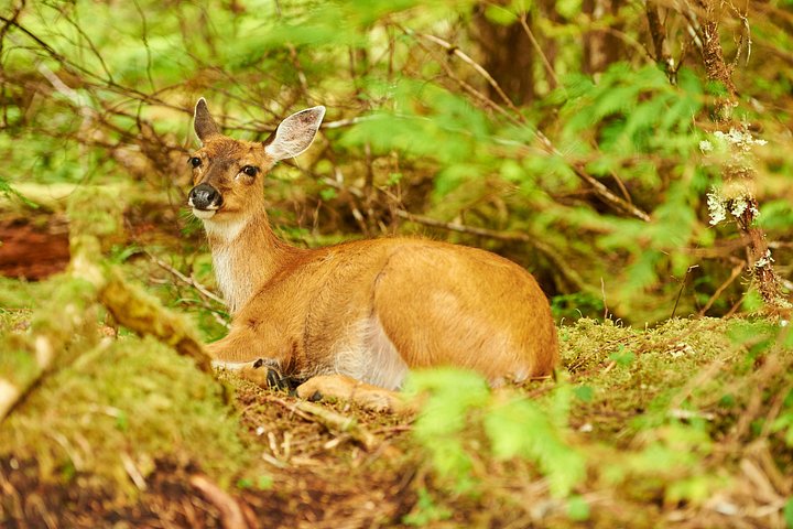 Ketchikan Tierwelt-Kreuzfahrt und Regenwaldwanderung mit Meeresfrüchte-Fest, Foto 13 | wizardtrip