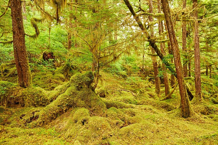 Ketchikan Tierwelt-Kreuzfahrt und Regenwaldwanderung mit Meeresfrüchte-Fest, Foto 15 | wizardtrip