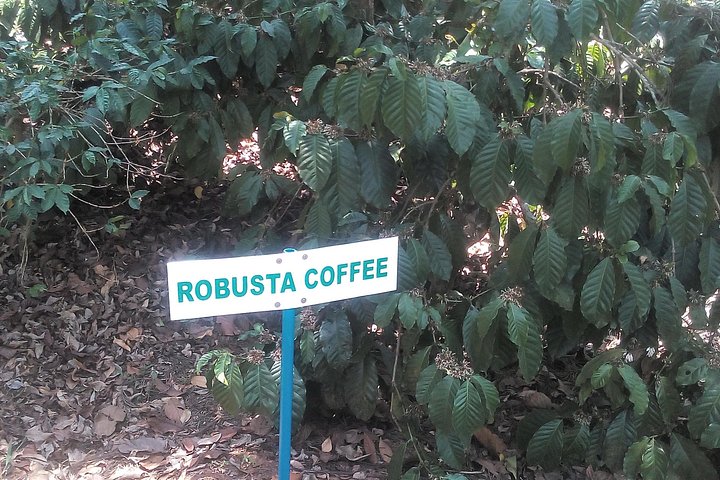 Eine malerische Kaffee- und Gewürzplantagen-Tour in Madikeri, Indien, mit üppigem Grün und Kaffeepflanzen, Foto 8 | wizardtrip