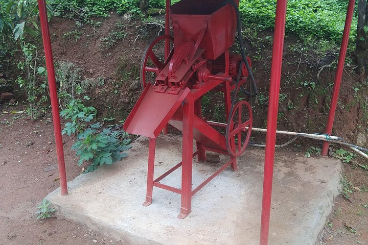 Eine malerische Kaffee- und Gewürzplantagen-Tour in Madikeri, Indien, mit üppigem Grün und Kaffeepflanzen, Foto 10 | wizardtrip