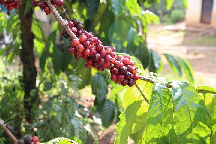 Eine malerische Kaffee- und Gewürzplantagen-Tour in Madikeri, Indien, mit üppigem Grün und Kaffeepflanzen, Foto 12 | wizardtrip