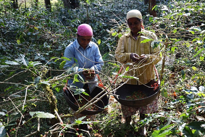 Eine malerische Kaffee- und Gewürzplantagen-Tour in Madikeri, Indien, mit üppigem Grün und Kaffeepflanzen, Foto 13 | wizardtrip