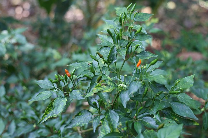 Eine malerische Kaffee- und Gewürzplantagen-Tour in Madikeri, Indien, mit üppigem Grün und Kaffeepflanzen, Foto 14 | wizardtrip