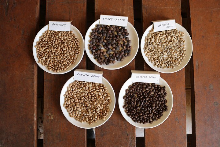 Eine malerische Kaffee- und Gewürzplantagen-Tour in Madikeri, Indien, mit üppigem Grün und Kaffeepflanzen, Foto 15 | wizardtrip