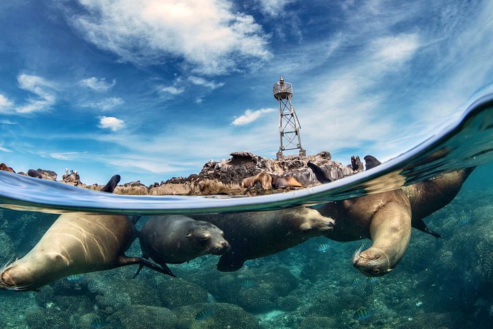 Bootstour in der Balandra-Bucht, Mexiko, mit Seelöwen, Kajak und Wanderung, Foto 8 | wizardtrip