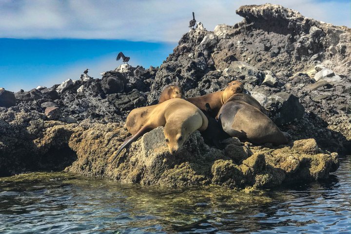 Bootstour in der Balandra-Bucht, Mexiko, mit Seelöwen, Kajak und Wanderung, Foto 18 | wizardtrip