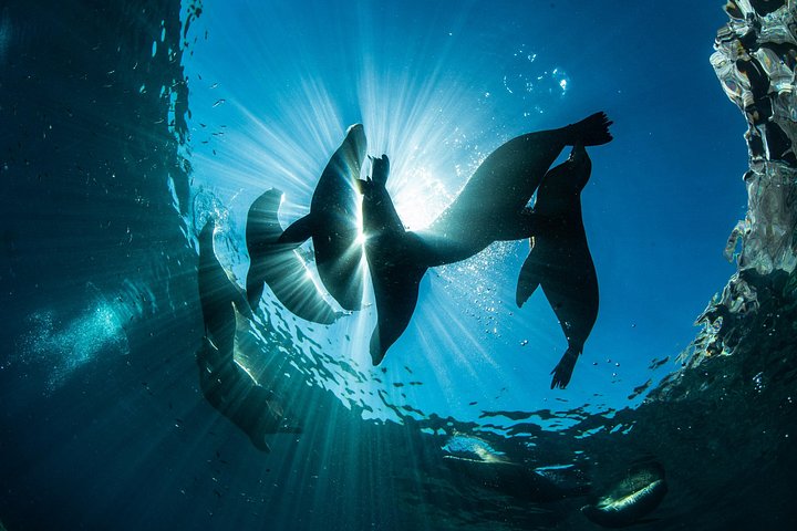 Schnorcheln Sie mit Seelöwen und erkunden Sie die wunderschöne Insel Espiritu Santo in La Paz, Mexiko, Foto 15 | wizardtrip