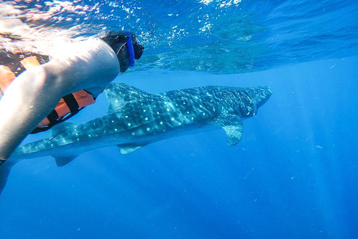 Aventure avec le requin-baleine à Isla Mujeres et Cancún | wizardtrip