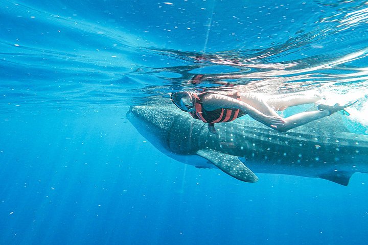 Swim with whale sharks near Isla Mujeres on a guided snorkeling adventure in the Caribbean Sea, photo 6 | wizardtrip