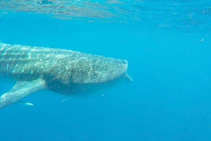 Swim with whale sharks near Isla Mujeres on a guided snorkeling adventure in the Caribbean Sea, photo 7 | wizardtrip