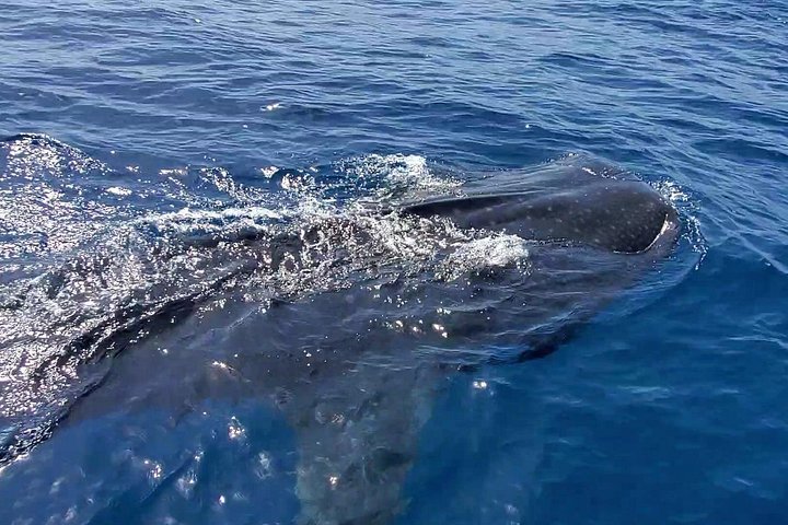 Swim with whale sharks near Isla Mujeres on a guided snorkeling adventure in the Caribbean Sea, photo 8 | wizardtrip