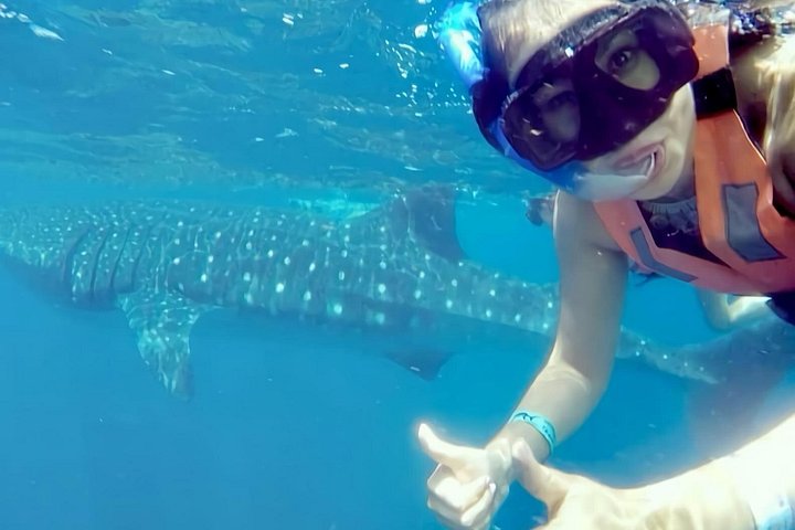 Swim with whale sharks near Isla Mujeres on a guided snorkeling adventure in the Caribbean Sea, photo 9 | wizardtrip