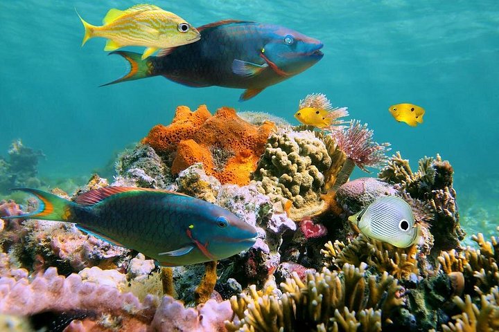 Mergulho Subaquático Sea Trek em San Juan, caminhando no fundo do oceano entre a vida marinha, foto 14 | wizardtrip