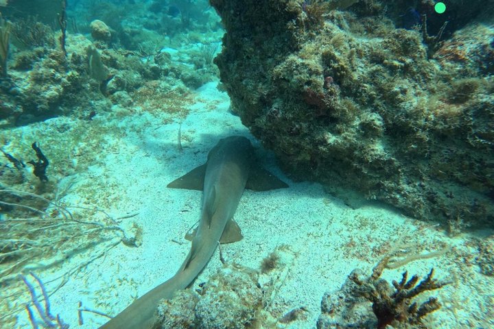 Passeio de barco e snorkel tudo incluído em Culebra a partir de Fajardo, Porto Rico, foto 23 | wizardtrip
