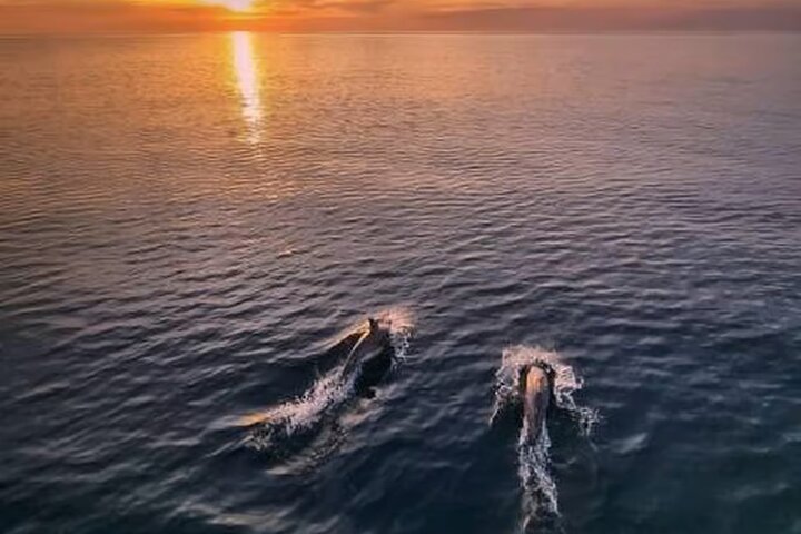 メドゥリンの夕日イルカクルーズ、カメンジャク岬とポレール灯台の景色、写真14 | wizardtrip