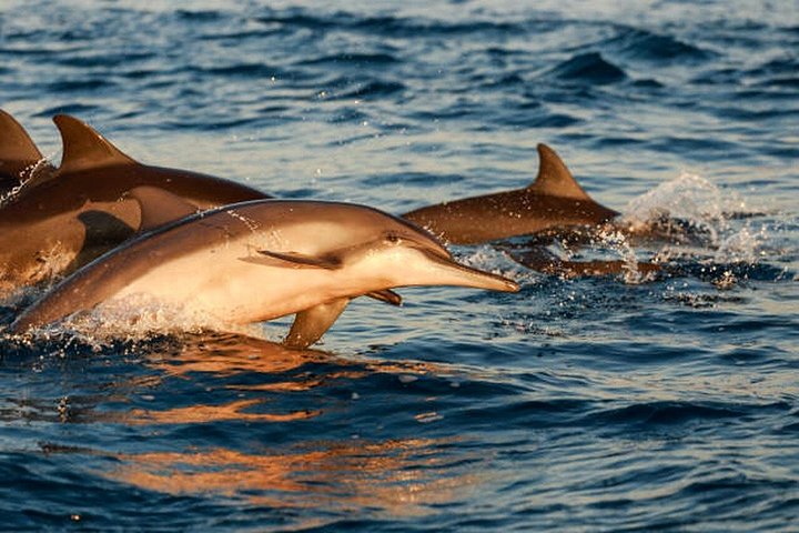メドゥリンの夕日イルカクルーズ、カメンジャク岬とポレール灯台の景色、写真31 | wizardtrip