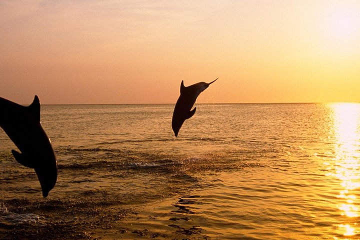 Sunset dolphin watching boat tour from Medulin, Croatia, with dinner and drinks, photo 7 | wizardtrip