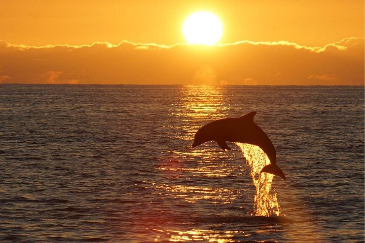 Sunset dolphin watching boat tour from Medulin, Croatia, with dinner and drinks, photo 9 | wizardtrip