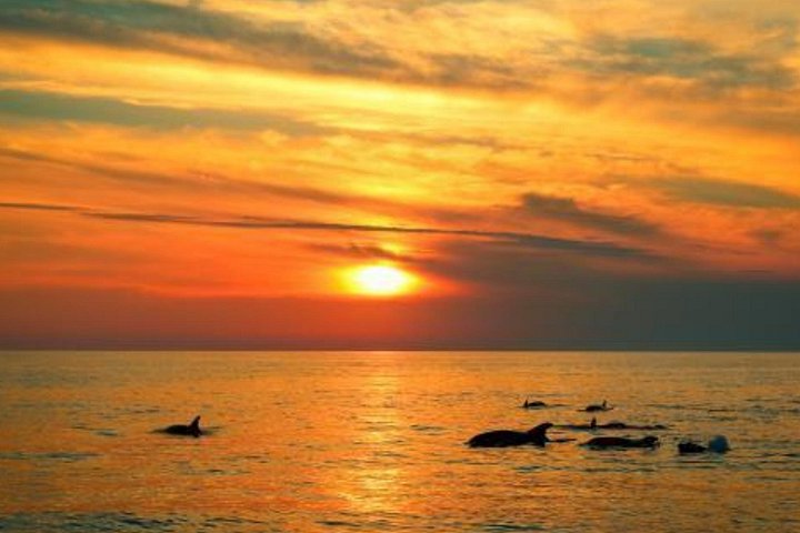 Sunset dolphin watching boat tour from Medulin, Croatia, with dinner and drinks, photo 10 | wizardtrip
