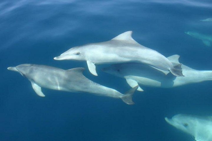 Sunset dolphin watching boat tour from Medulin, Croatia, with dinner and drinks, photo 11 | wizardtrip
