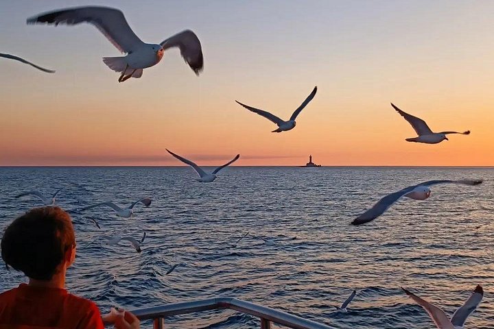Sunset dolphin watching boat tour from Medulin, Croatia, with dinner and drinks, photo 12 | wizardtrip