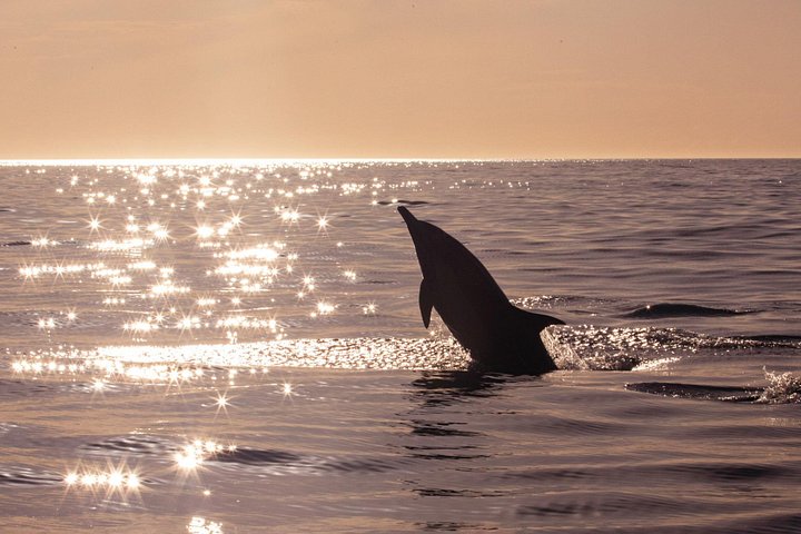 Sunset dolphin watching boat tour from Medulin, Croatia, with dinner and drinks, photo 13 | wizardtrip