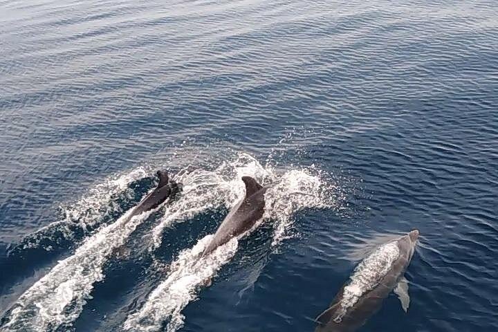Sunset dolphin watching boat tour from Medulin, Croatia, with dinner and drinks, photo 17 | wizardtrip
