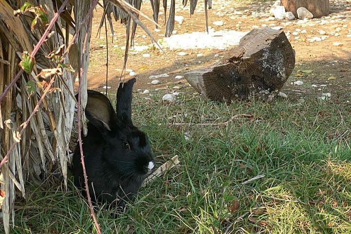 メドゥリンからカメニャク自然公園へのオールインクルーシブボートトリップ、水泳とランチ付き、写真15 | wizardtrip