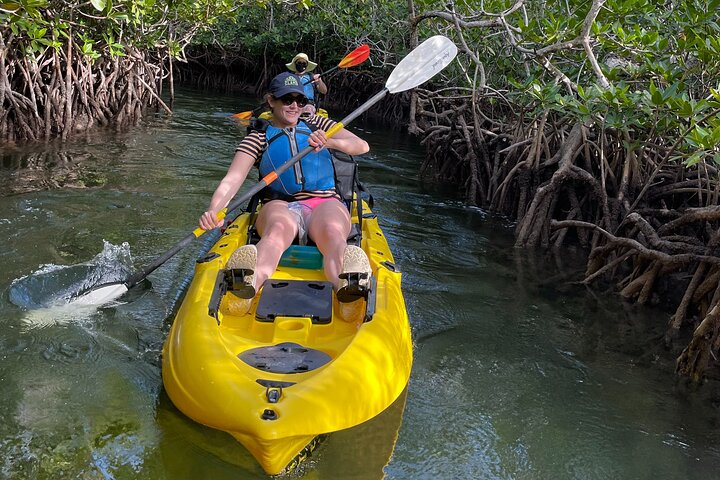 Kajakkpadling gjennom mangrovetunneler i Key Largo, Florida Keys, foto 6 | wizardtrip