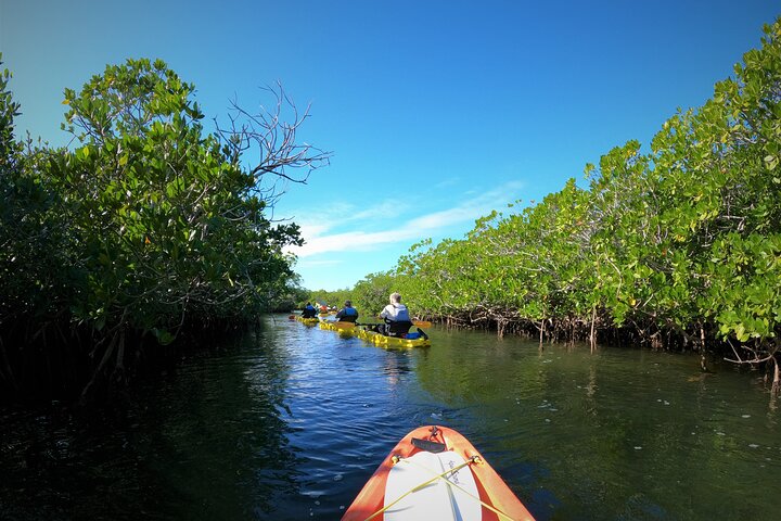 Kajakkpadling gjennom mangrovetunneler i Key Largo, Florida Keys, foto 10 | wizardtrip