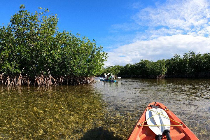 Kajakkpadling gjennom mangrovetunneler i Key Largo, Florida Keys, foto 11 | wizardtrip