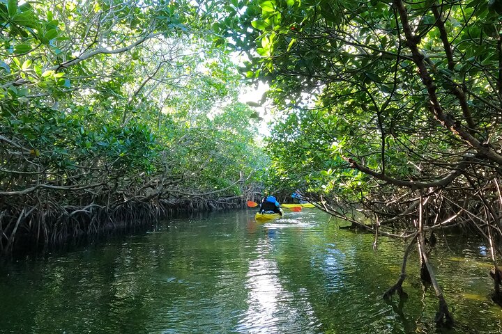 Kajakkpadling gjennom mangrovetunneler i Key Largo, Florida Keys, foto 14 | wizardtrip