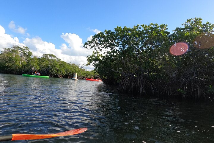 Kajakkpadling gjennom mangrovetunneler i Key Largo, Florida Keys, foto 15 | wizardtrip