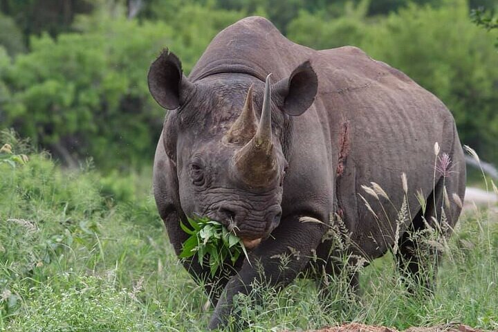 Upplev en spännande heldagssafari i Kruger National Park, upptäck djur från ett öppet fordon, foto 6 | wizardtrip