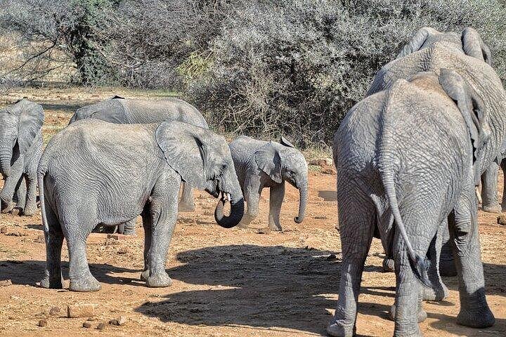 Upplev en spännande heldagssafari i Kruger National Park, upptäck djur från ett öppet fordon, foto 7 | wizardtrip