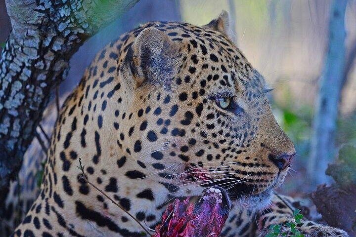Upplev en spännande heldagssafari i Kruger National Park, upptäck djur från ett öppet fordon, foto 8 | wizardtrip