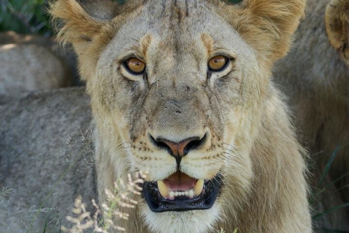 Upplev en spännande heldagssafari i Kruger National Park, upptäck djur från ett öppet fordon, foto 10 | wizardtrip