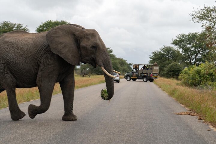 Upplev en spännande heldagssafari i Kruger National Park, upptäck djur från ett öppet fordon, foto 11 | wizardtrip