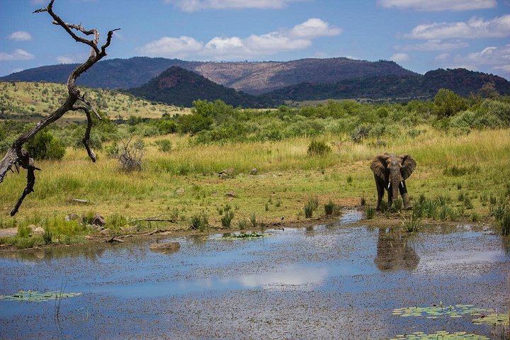 Ganztägiges Safari-Abenteuer im Pilanesberg-Nationalpark von Johannesburg aus mit Tierbeobachtungen und malerischen Landschaften, Foto 7 | wizardtrip