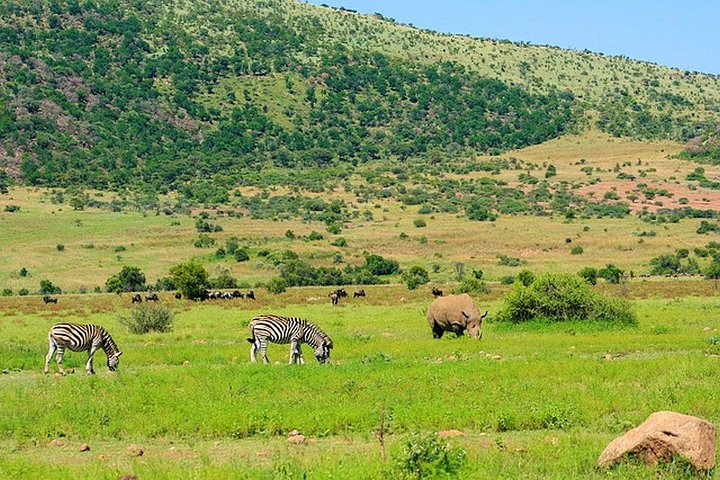 Ganztägiges Safari-Abenteuer im Pilanesberg-Nationalpark von Johannesburg aus mit Tierbeobachtungen und malerischen Landschaften, Foto 10 | wizardtrip